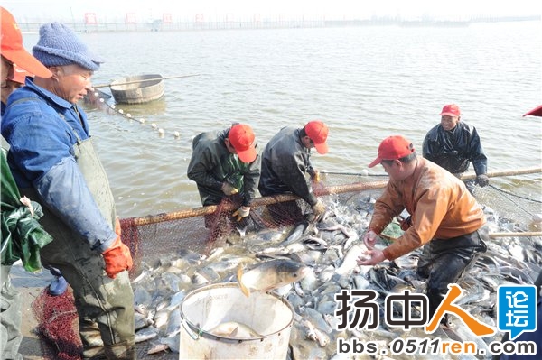 首网补到新鲜江鱼超过万斤