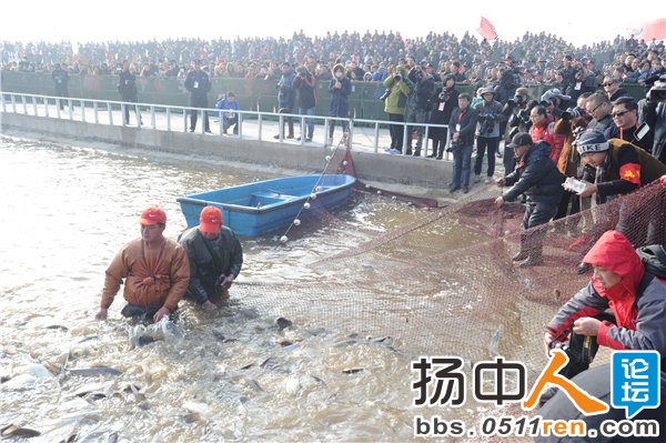 扬中元旦首场捕鱼节迎来数千名市民围观